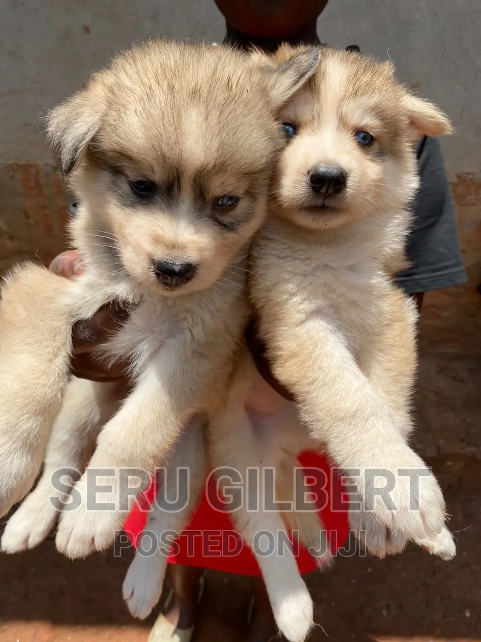3-6 months Male Purebred Siberian Husky