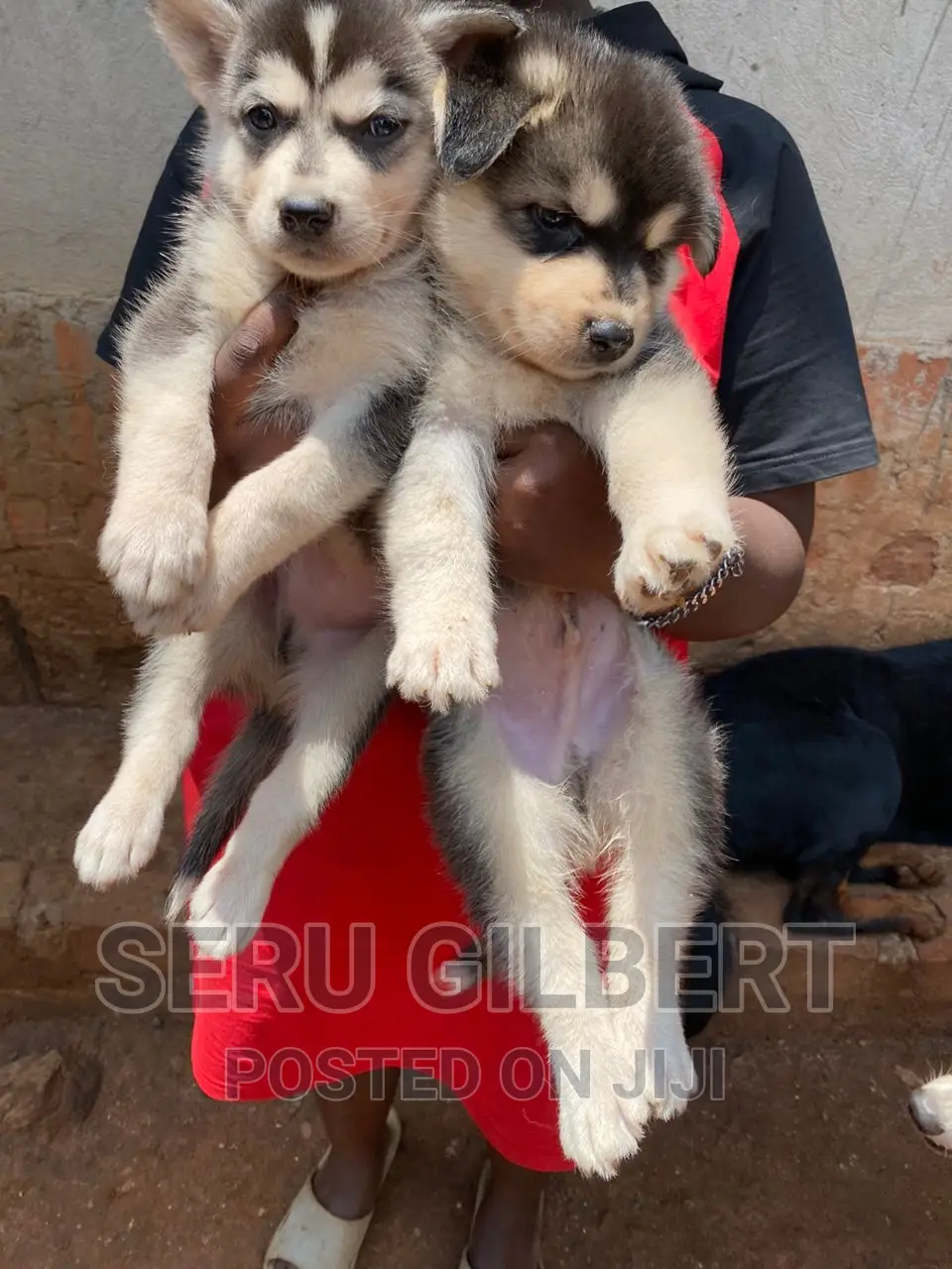 1-3 months Male Purebred Siberian Husky