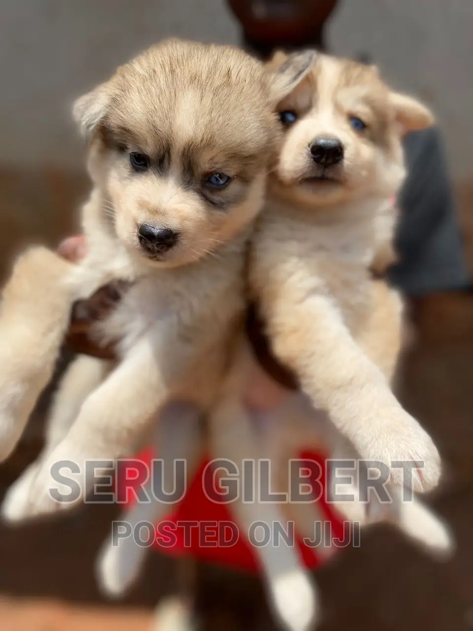 3-6 months Male Purebred Siberian Husky
