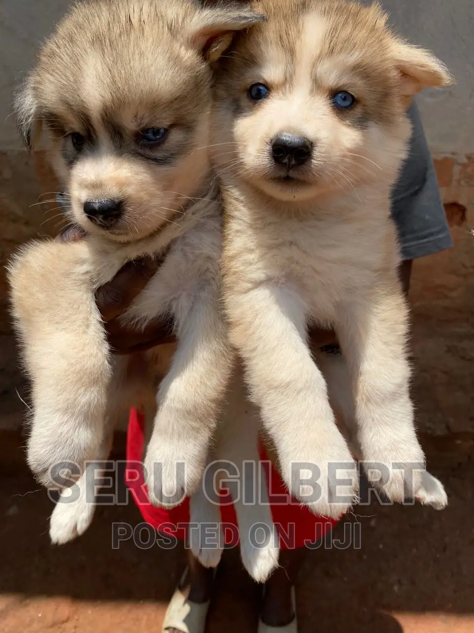 1-3 months Male Purebred Siberian Husky