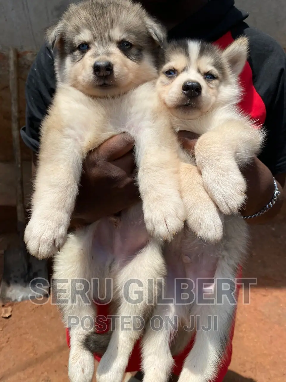 0-1 month Female Purebred Siberian Husky