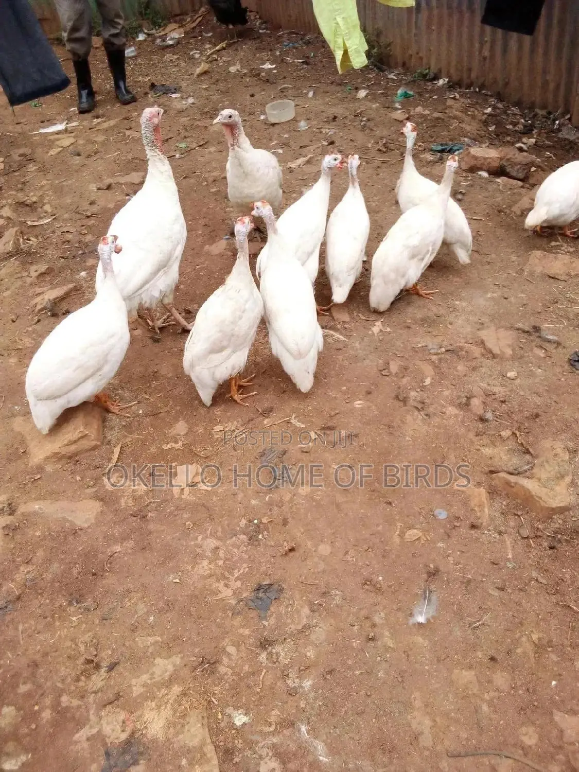 2 Pure White Guinea Fowlz For Sell