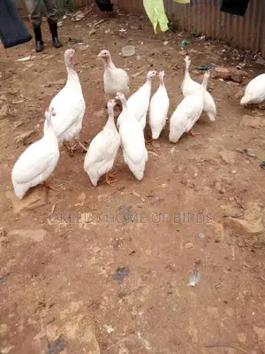2 Pure White Guinea Fowlz For Sell