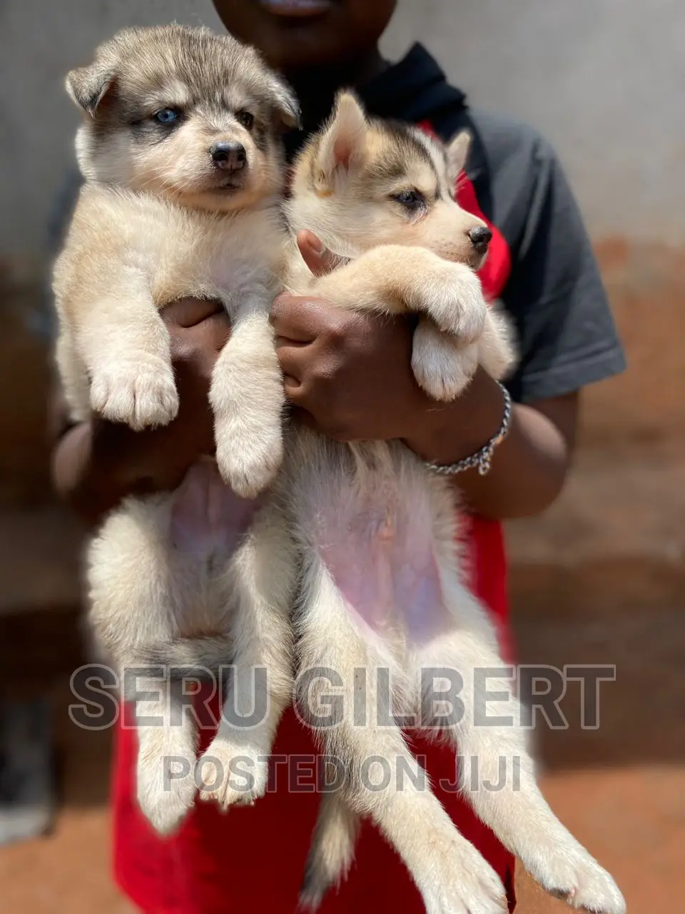 3-6 months Male Purebred Siberian Husky