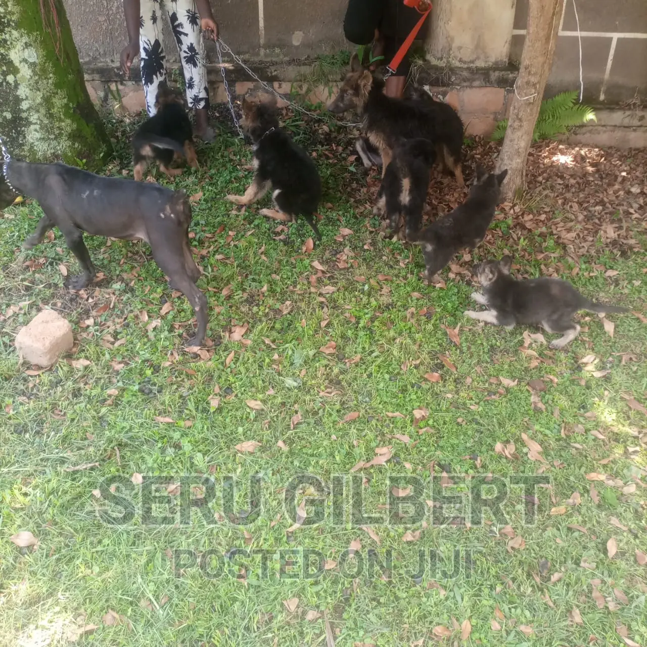 1-3 months Male Purebred German Shepherd