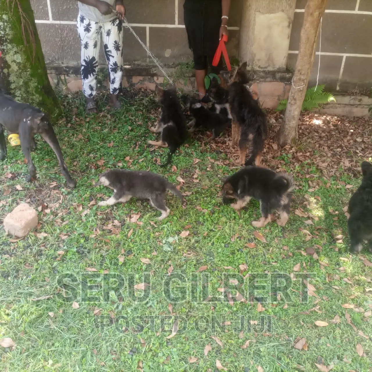 3-6 months Male Purebred German Shepherd