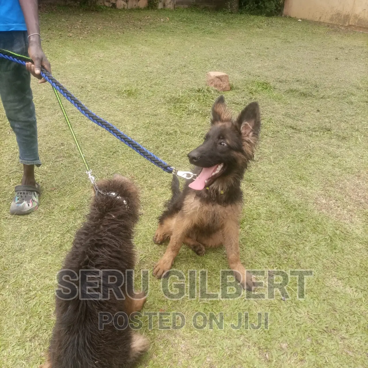 3-6 months Male Purebred German Shepherd