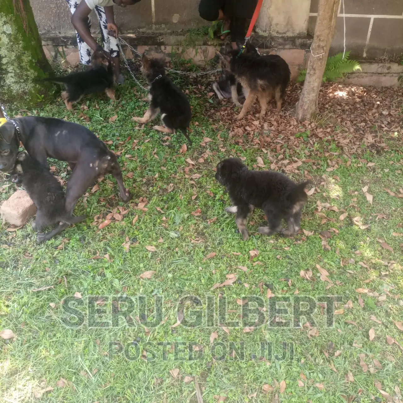 3-6 months Male Purebred German Shepherd