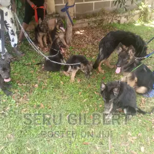 3-6 months Male Purebred German Shepherd