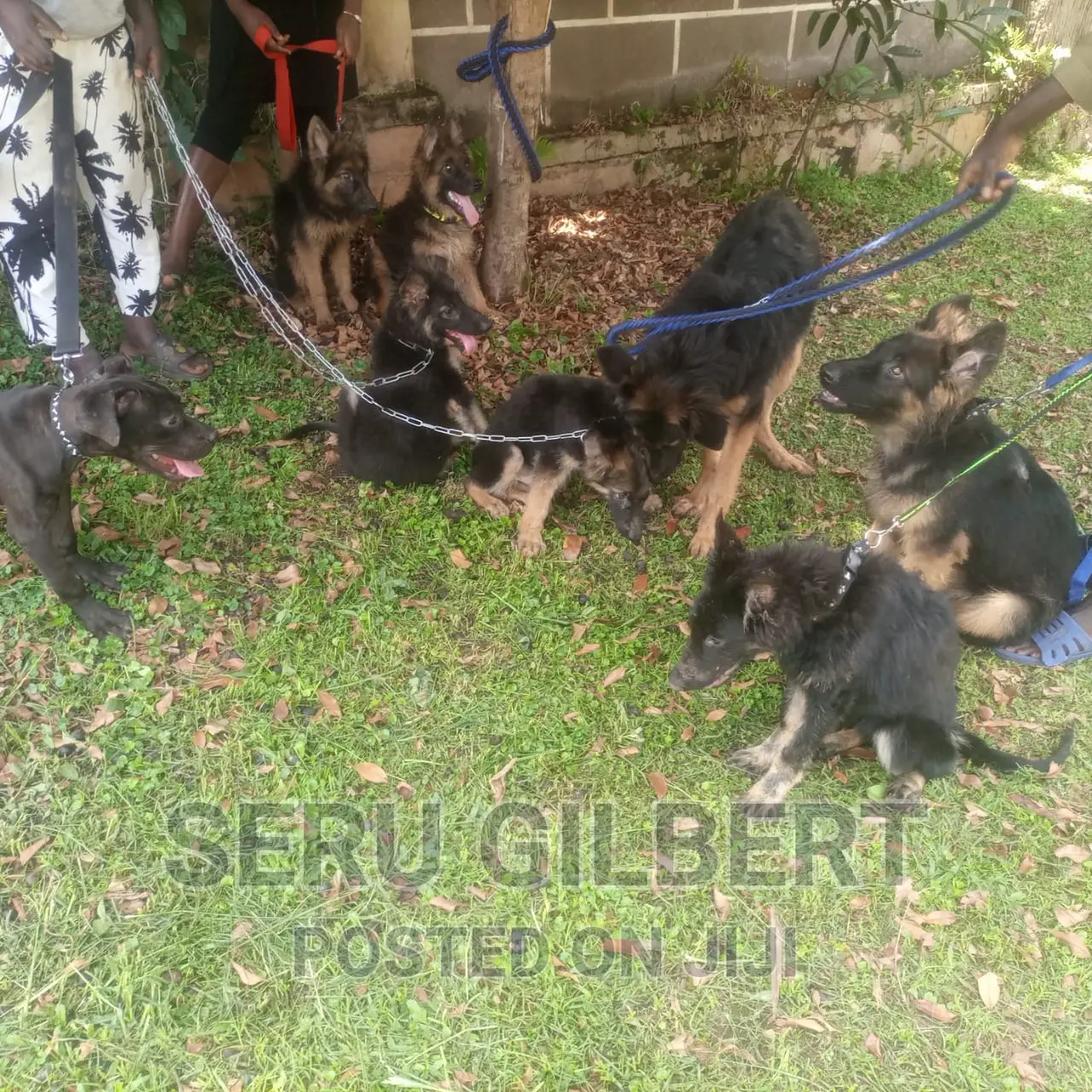 3-6 months Male Purebred German Shepherd