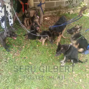 3-6 months Male Purebred German Shepherd