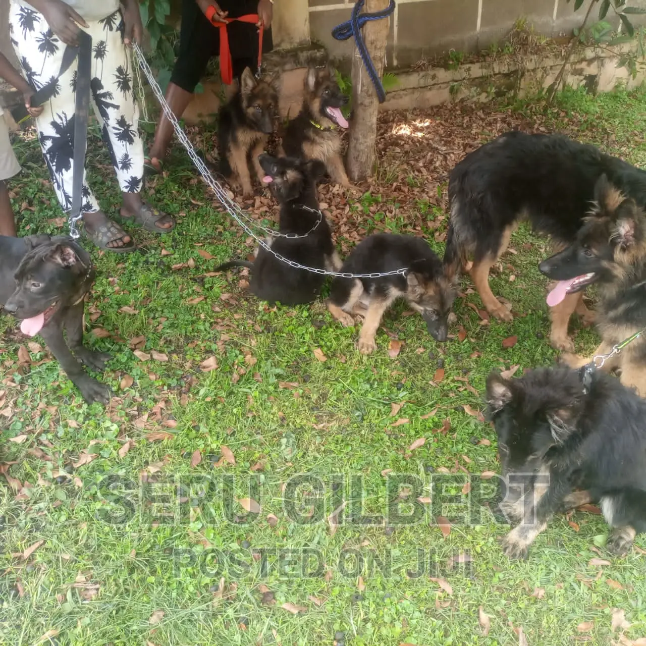 0-1 month Male Purebred German Shepherd