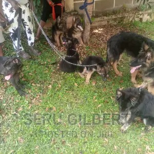 0-1 month Male Purebred German Shepherd