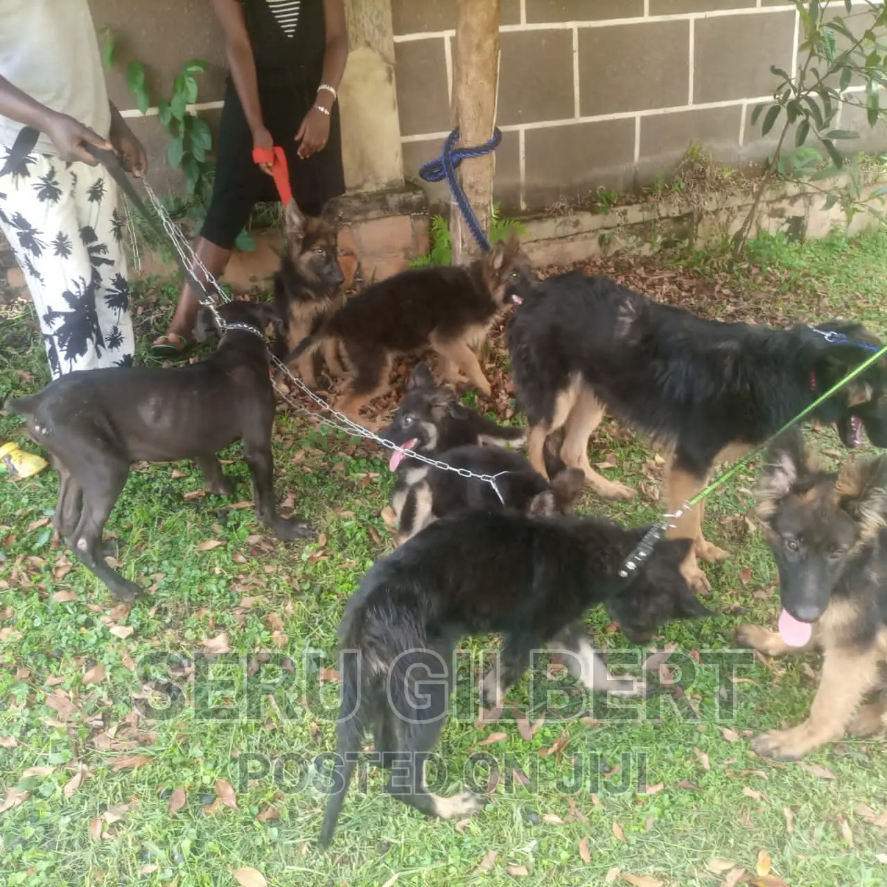 1-3 months Male Purebred German Shepherd
