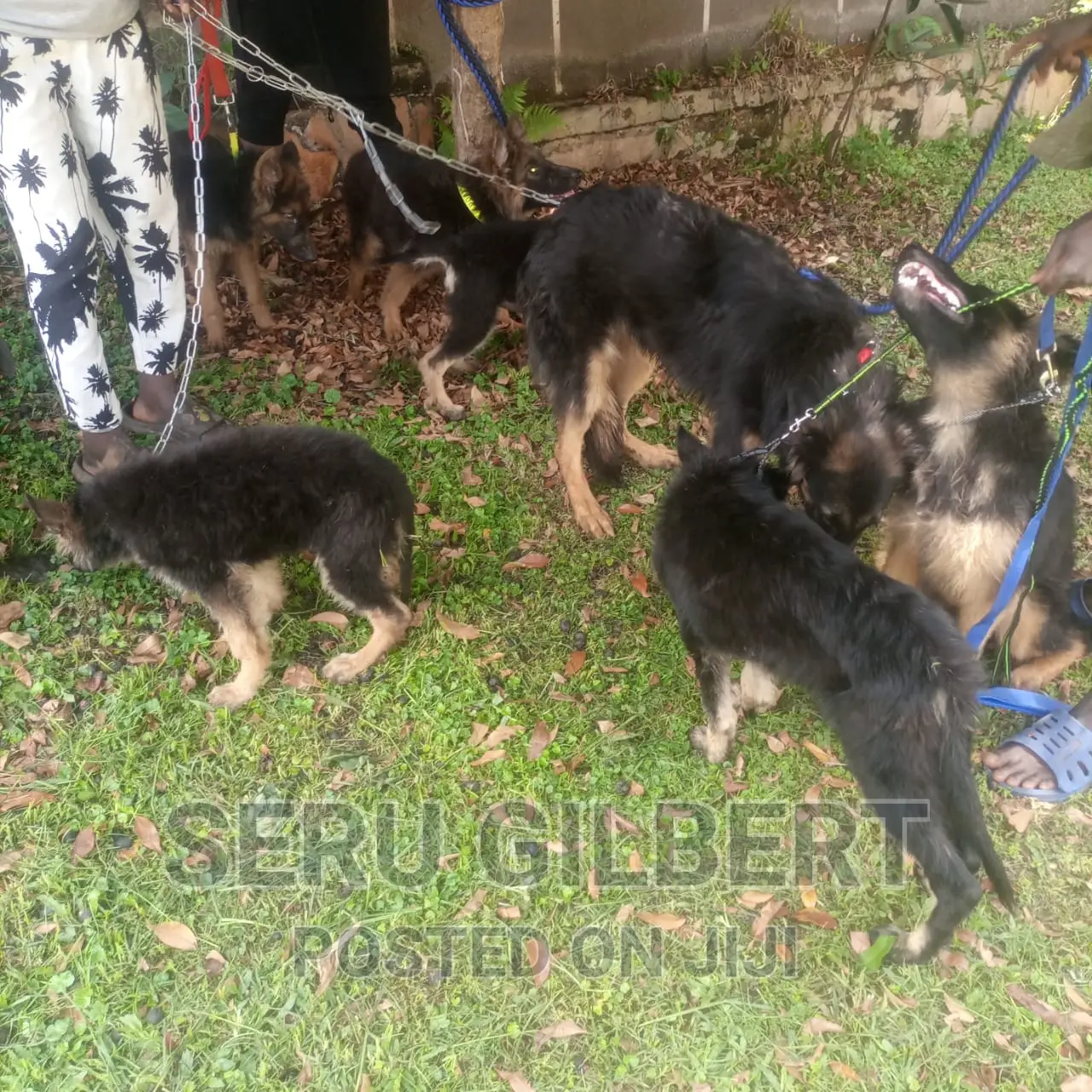 1-3 months Male Purebred German Shepherd