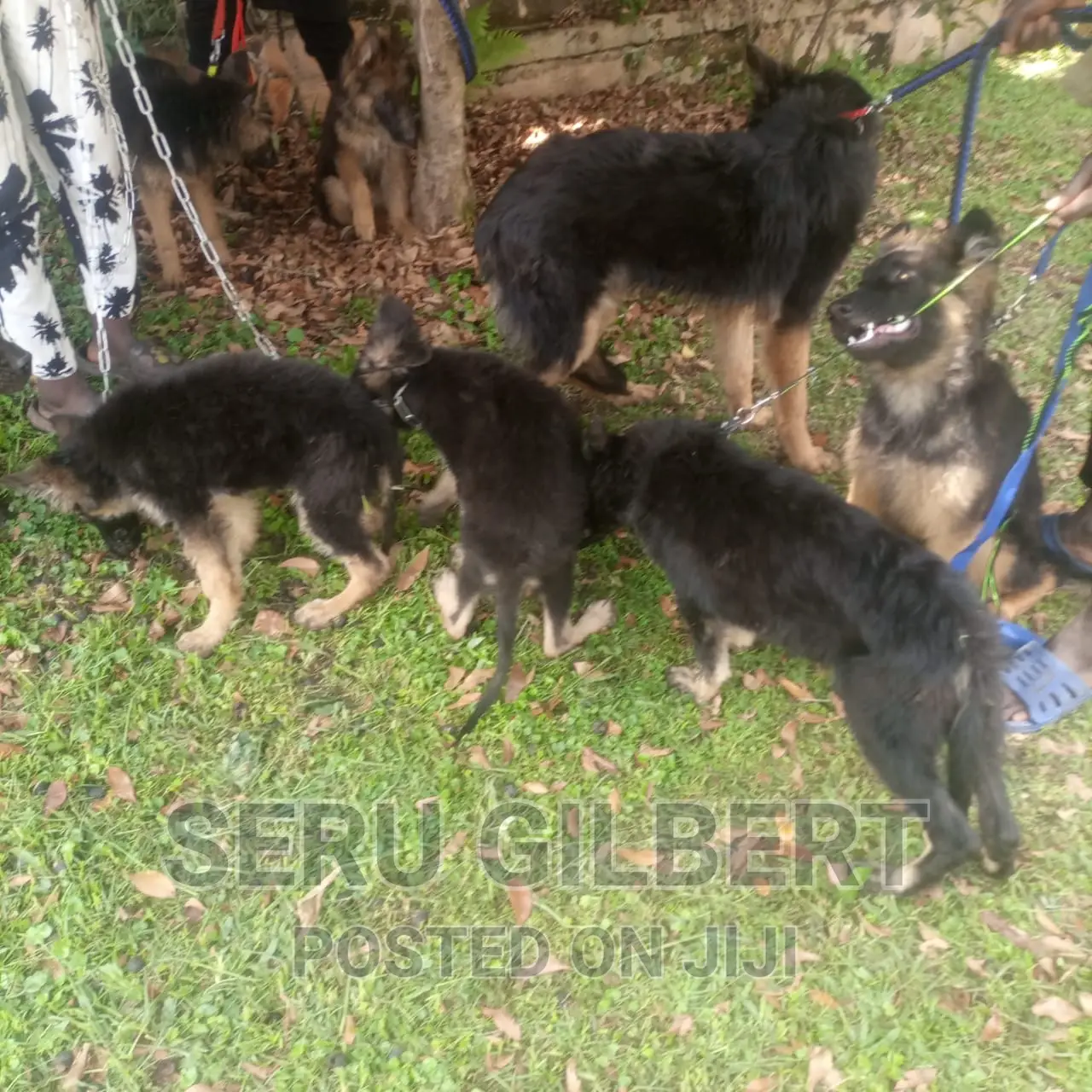 0-1 month Male Purebred German Shepherd