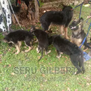 0-1 month Male Purebred German Shepherd