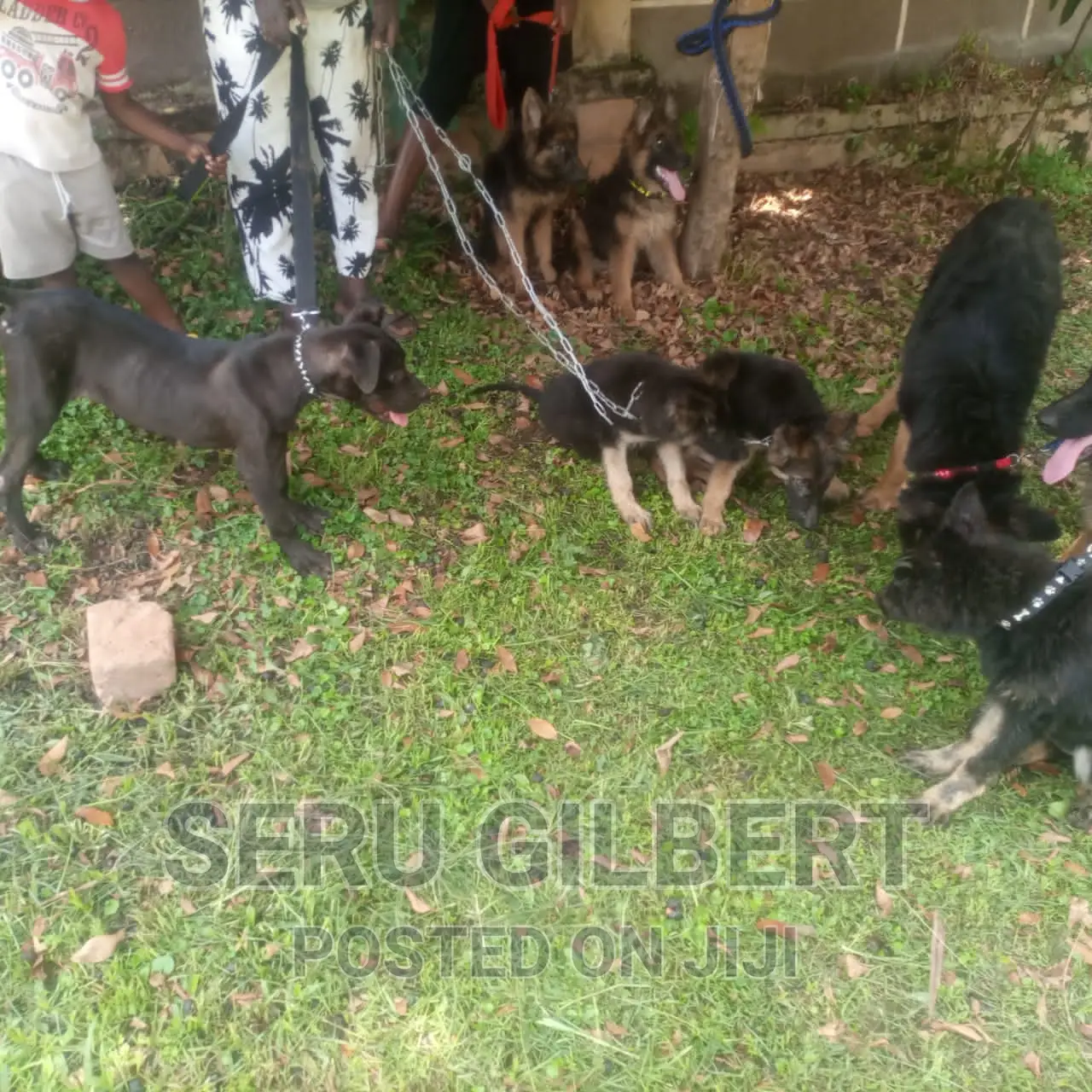 3-6 months Male Purebred German Shepherd