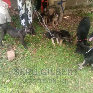 3-6 months Male Purebred German Shepherd