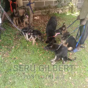 1-3 months Male Purebred German Shepherd