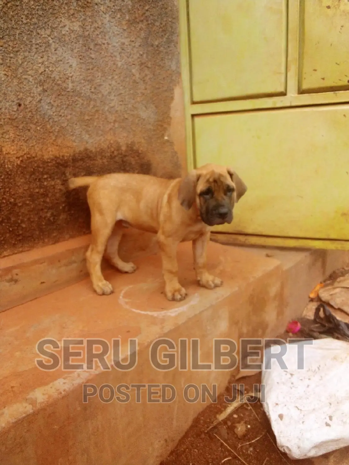 3-6 months Male Purebred Boerboel