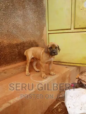 3-6 months Male Purebred Boerboel