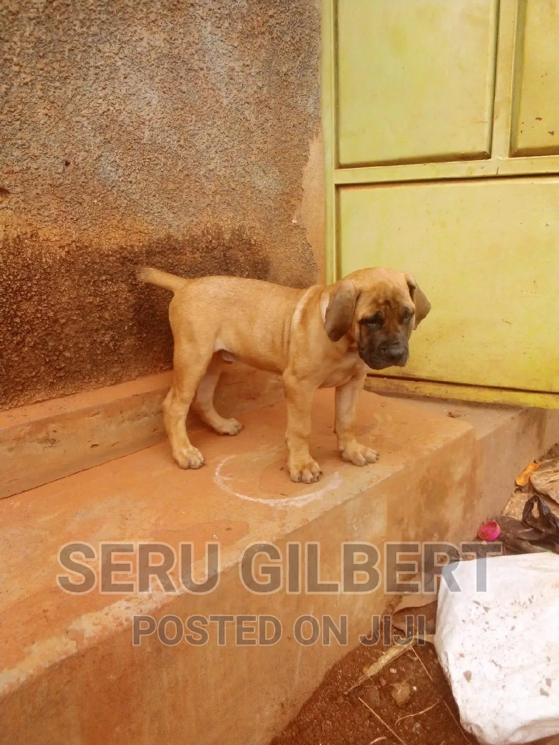 0-1 month Male Purebred Boerboel