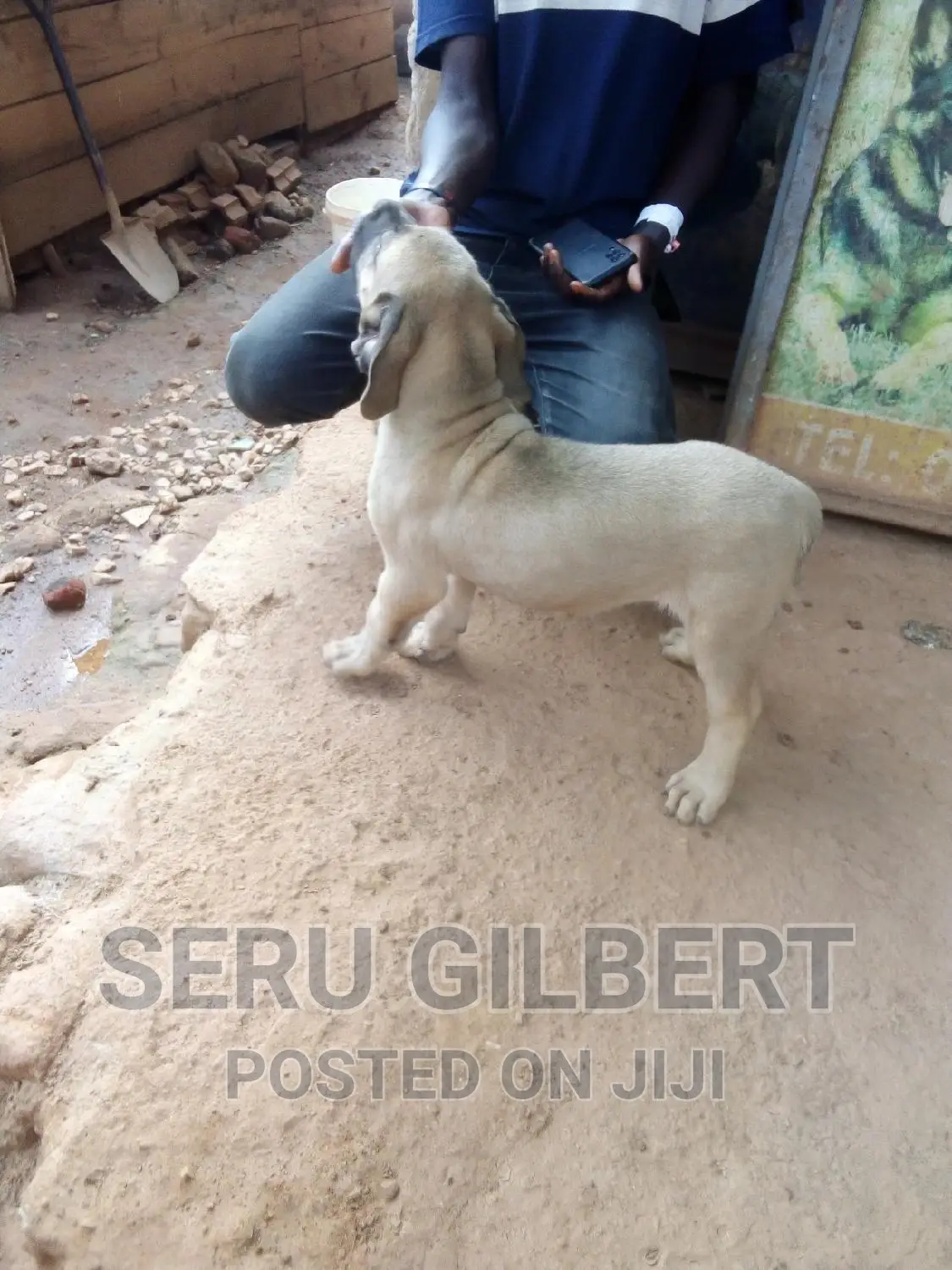 3-6 months Male Purebred Boerboel