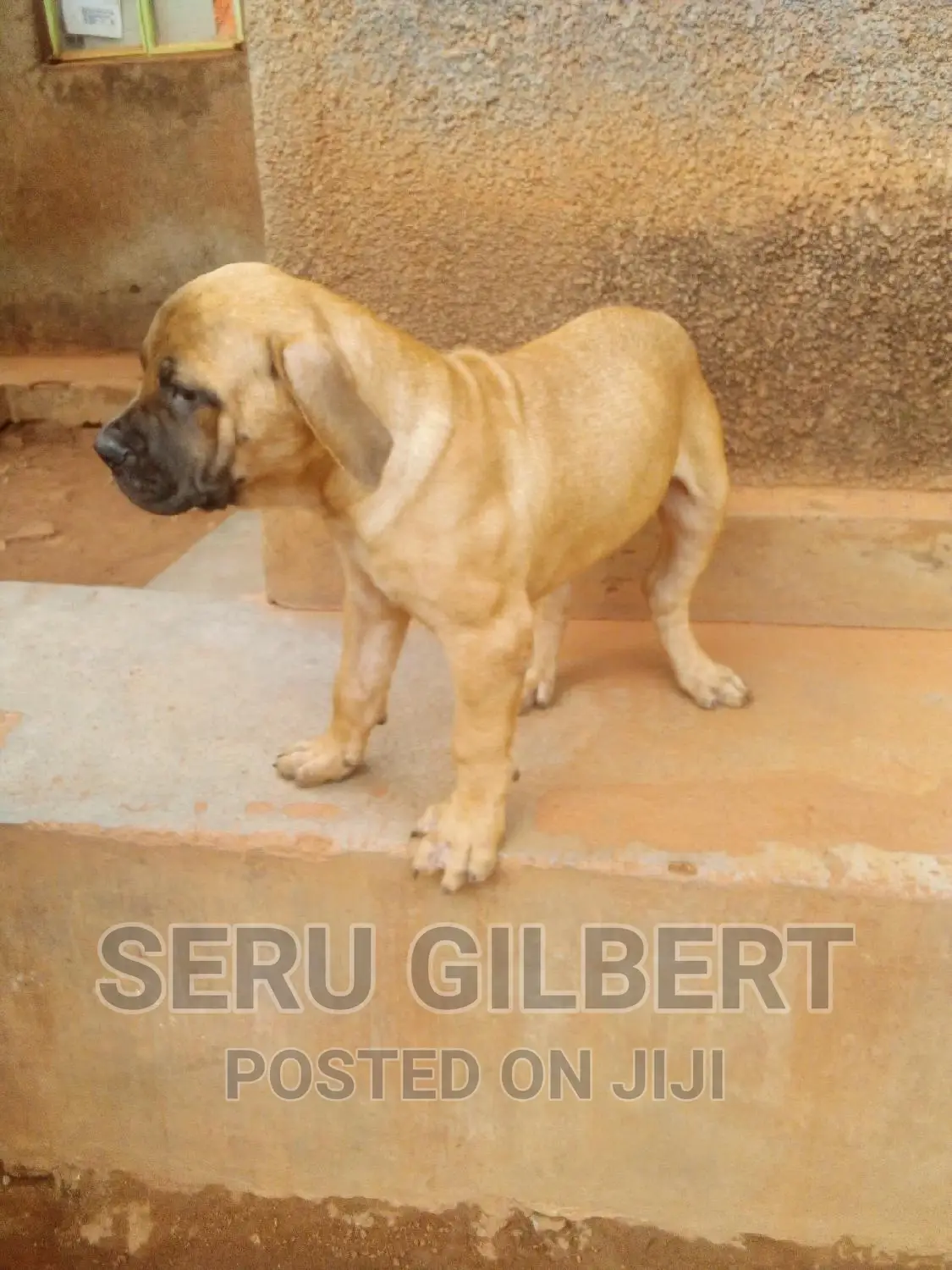 3-6 months Male Purebred Boerboel