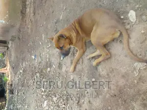 0-1 month Male Purebred Boerboel