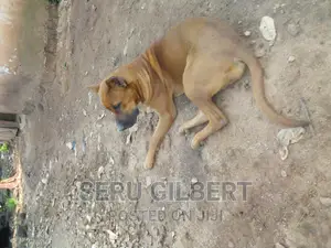 1-3 months Male Purebred Boerboel