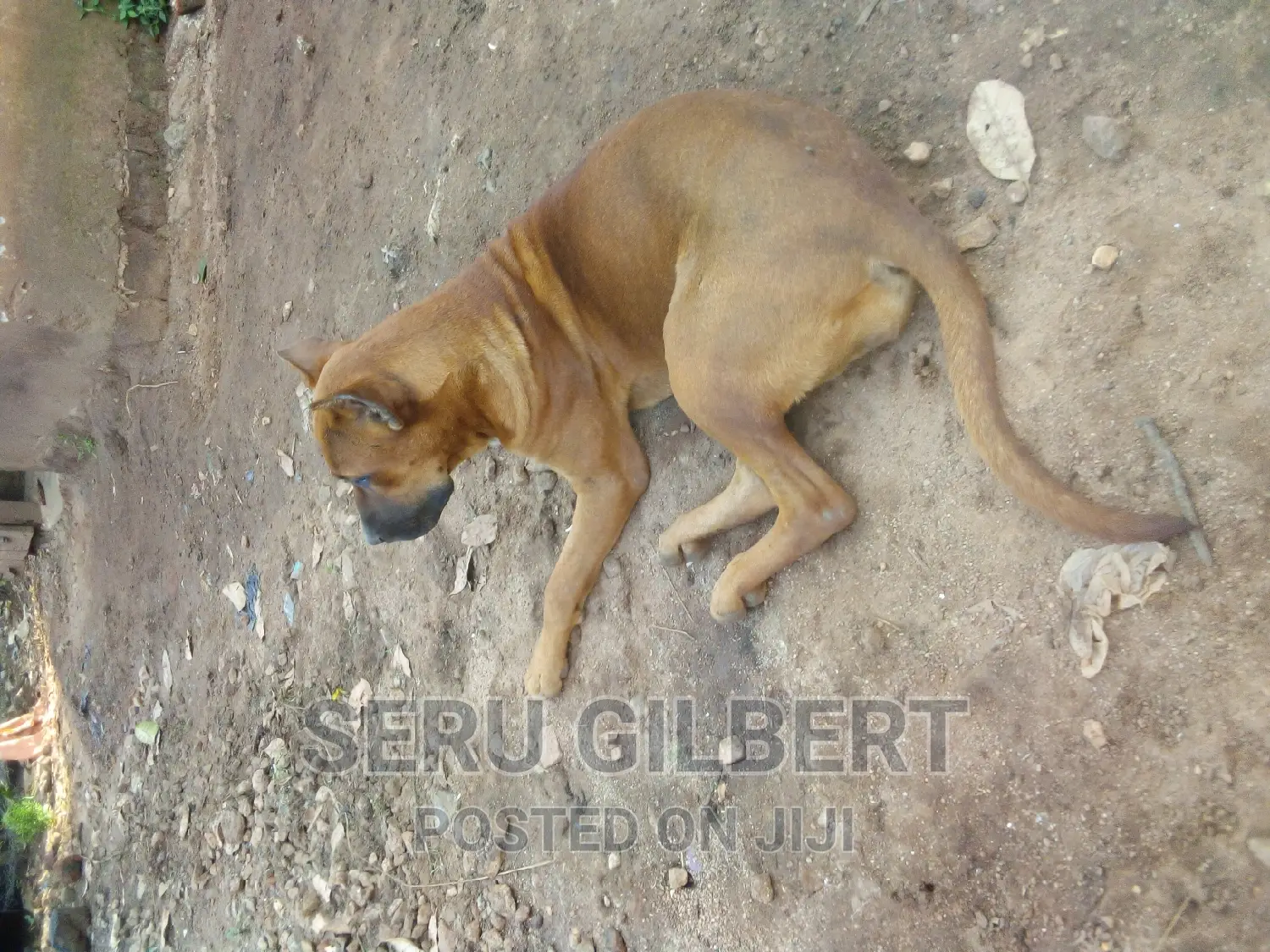 1-3 months Male Purebred Boerboel
