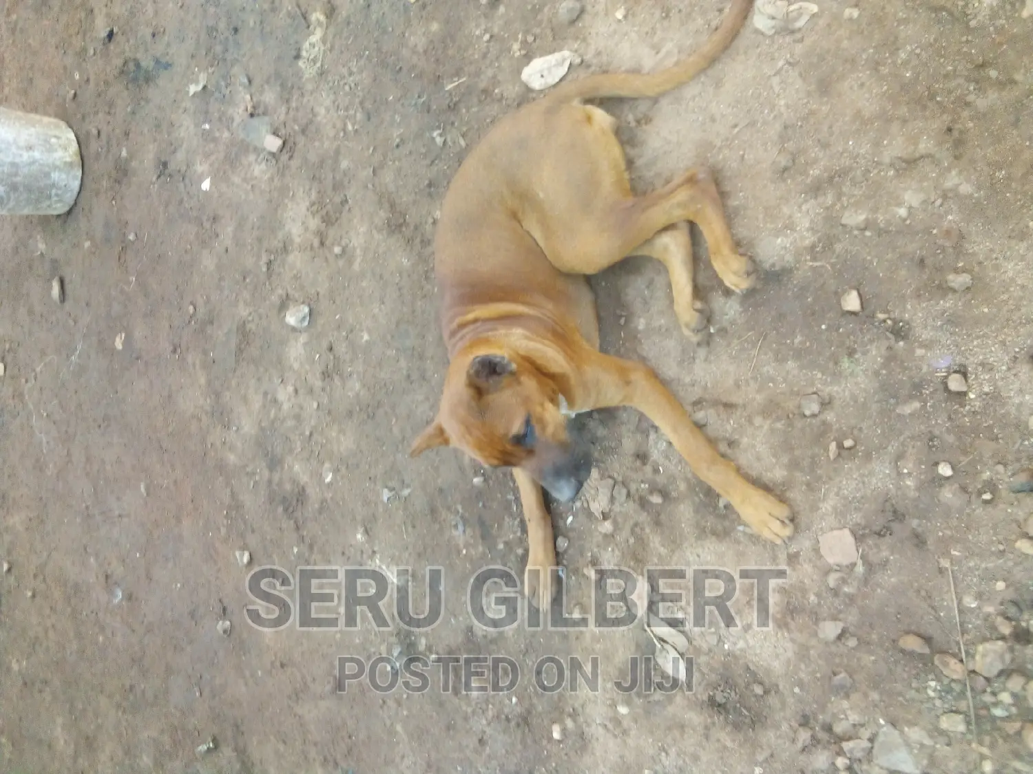 1-3 months Male Purebred Boerboel