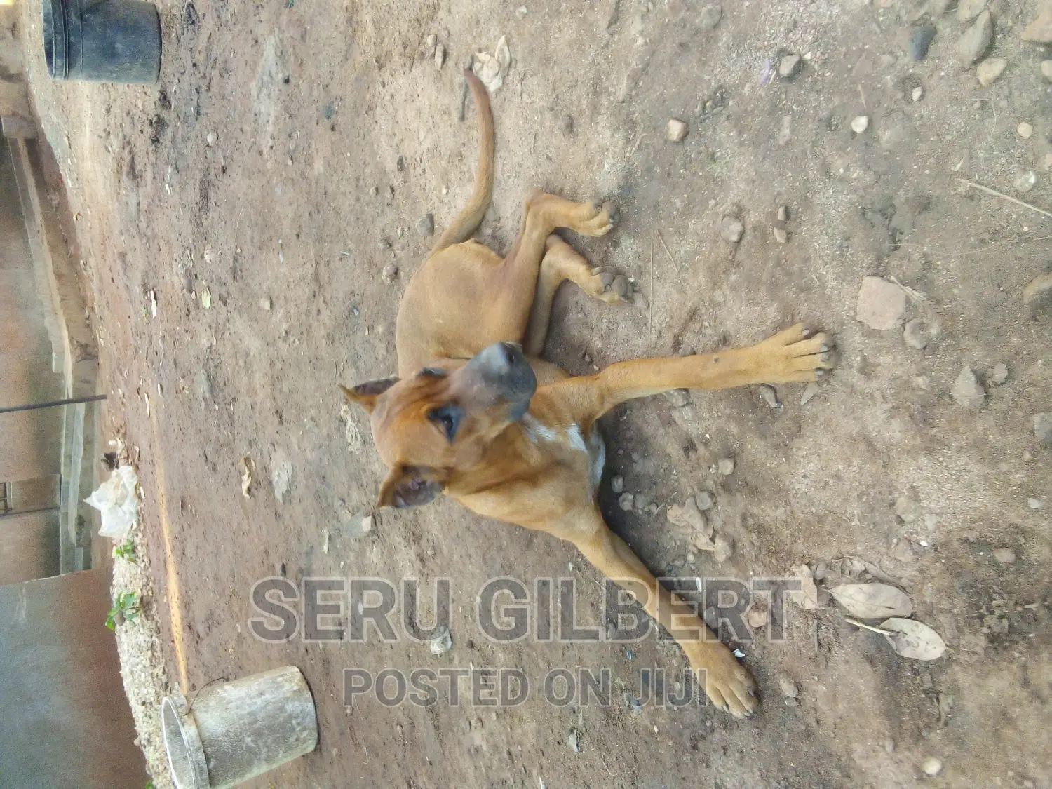 3-6 months Male Purebred Boerboel