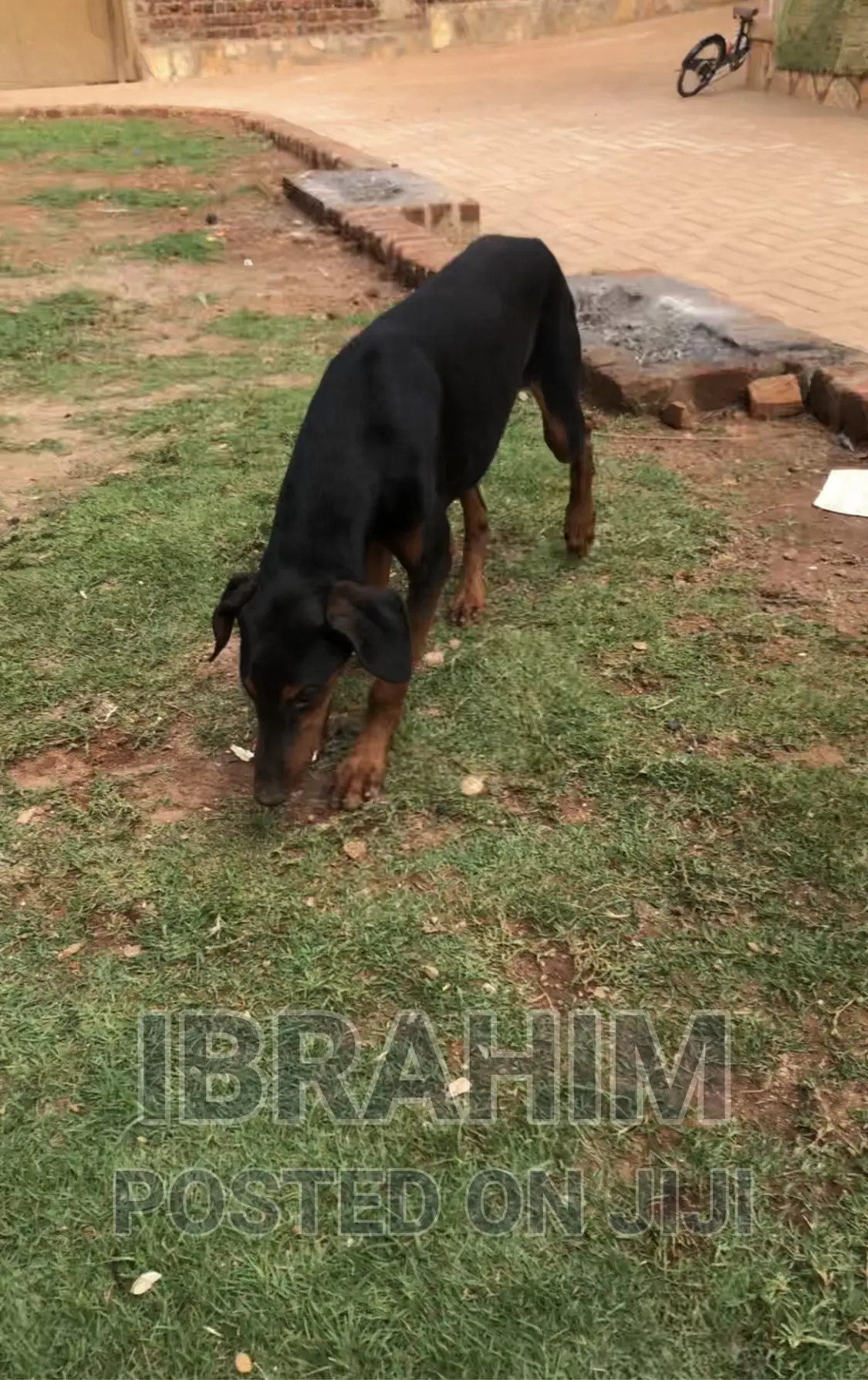 3-6 months Male Purebred Doberman Pinscher