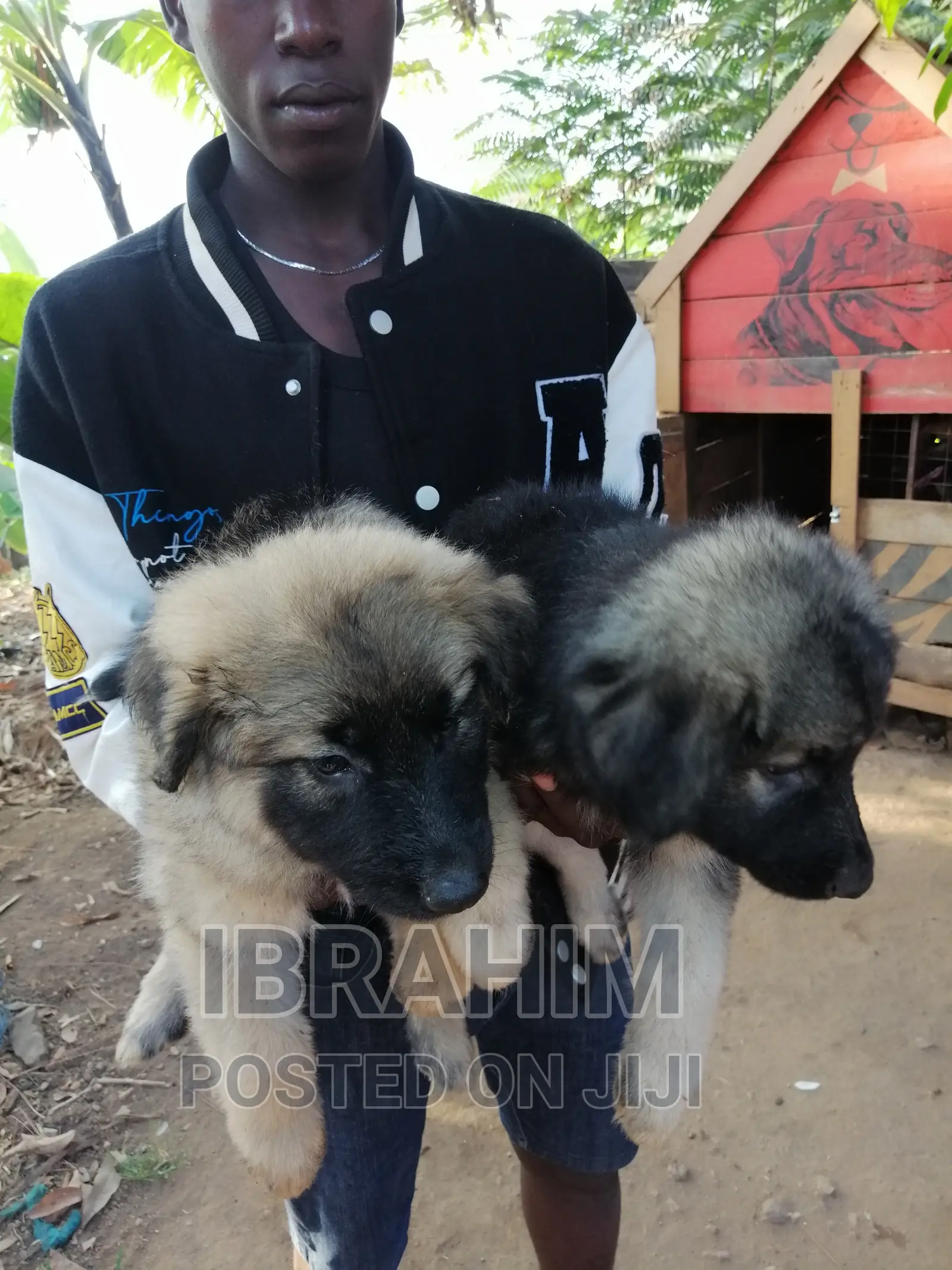 1-3 months Male Purebred German Shepherd