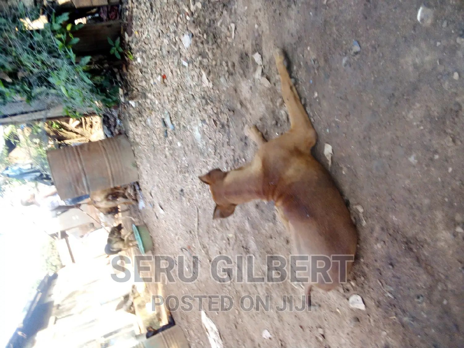 6-12 months Male Purebred Boerboel