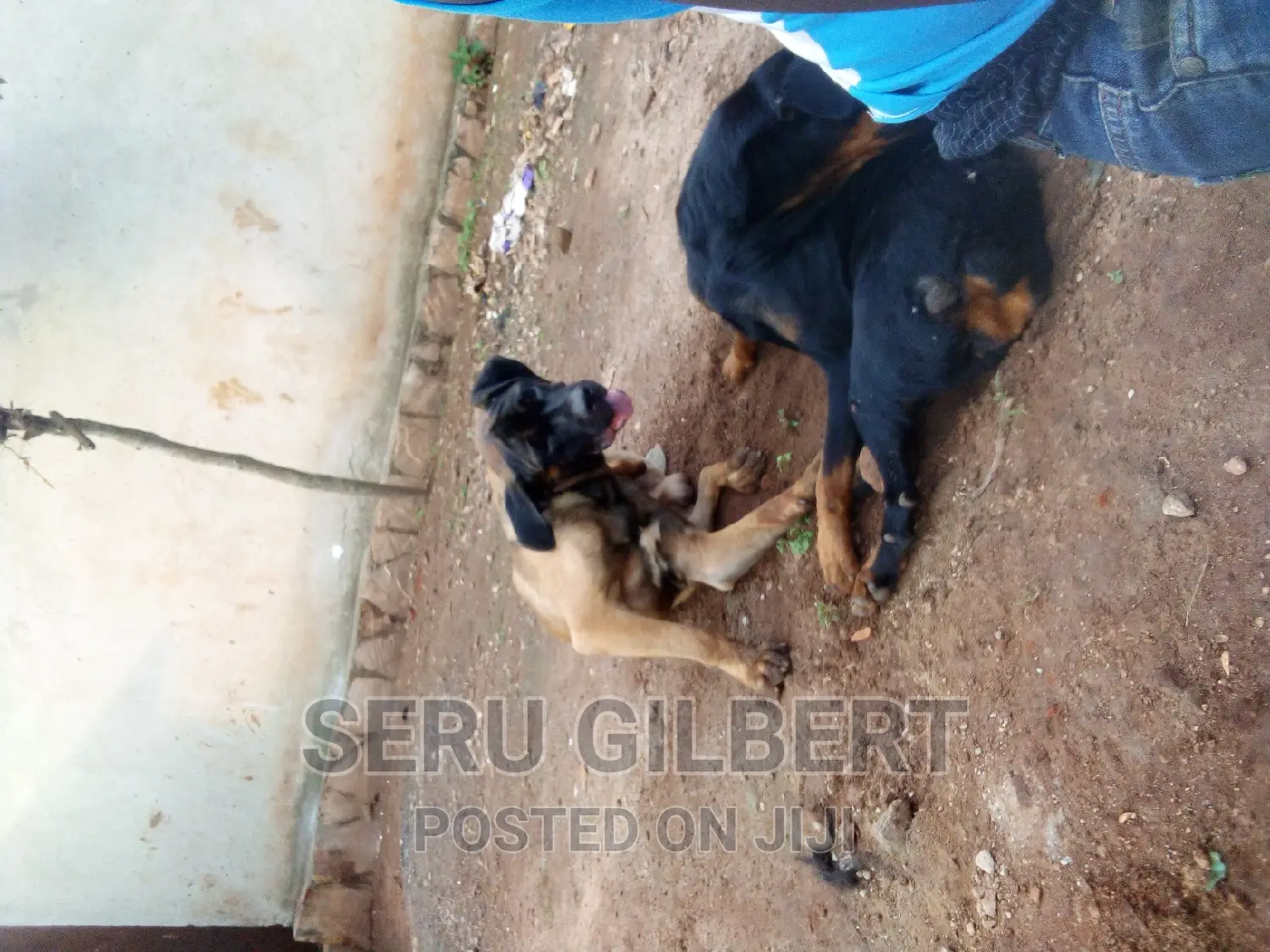 1-3 months Male Purebred Boerboel
