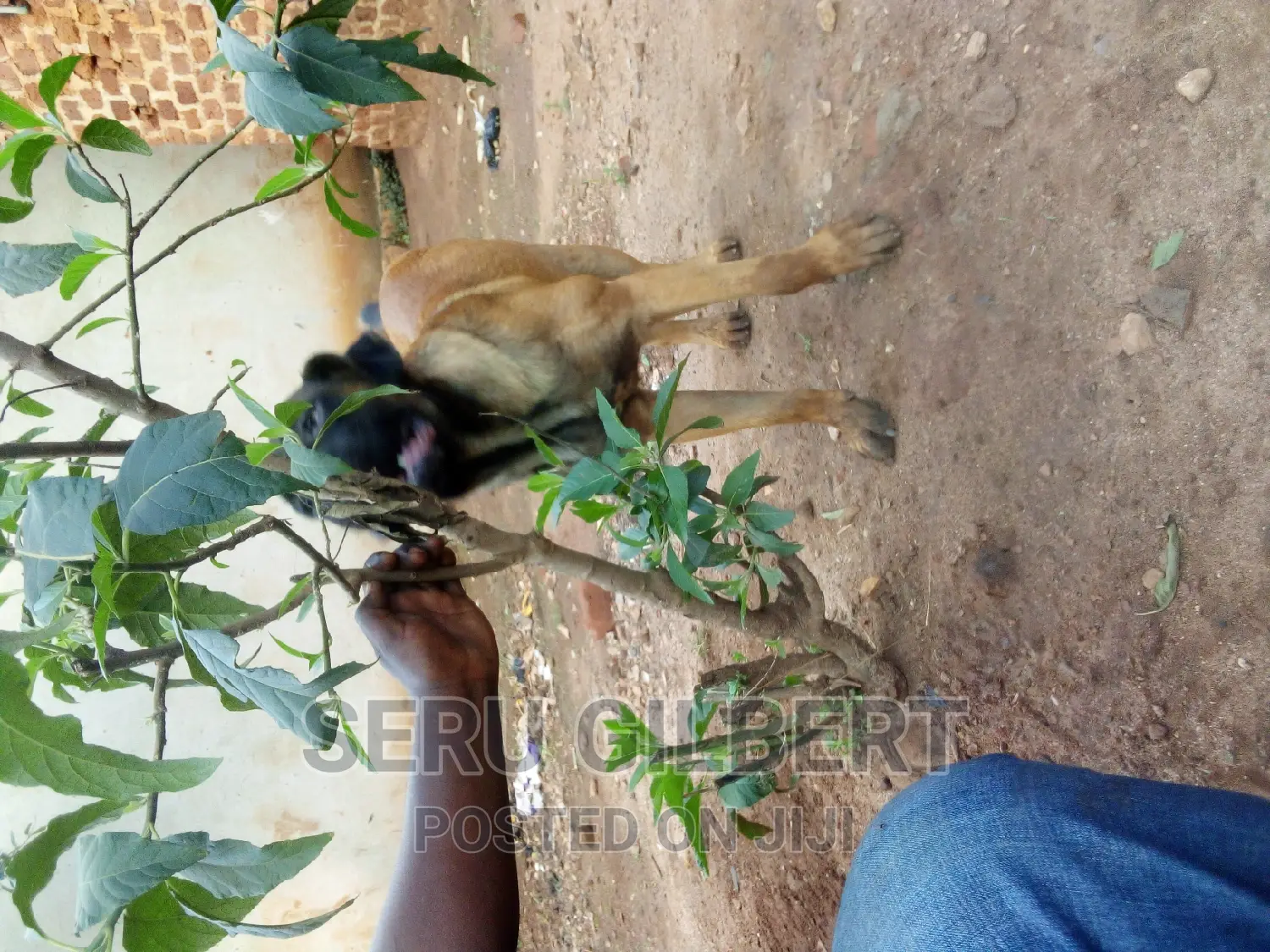 1-3 months Male Purebred Boerboel