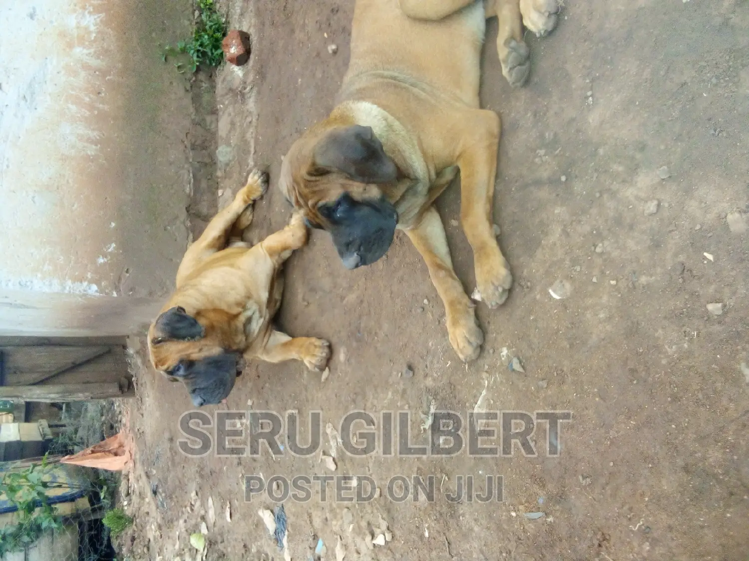 3-6 months Male Purebred Boerboel