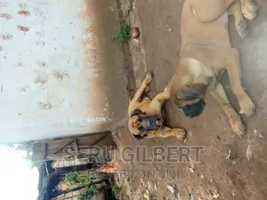 1-3 months Female Purebred Boerboel