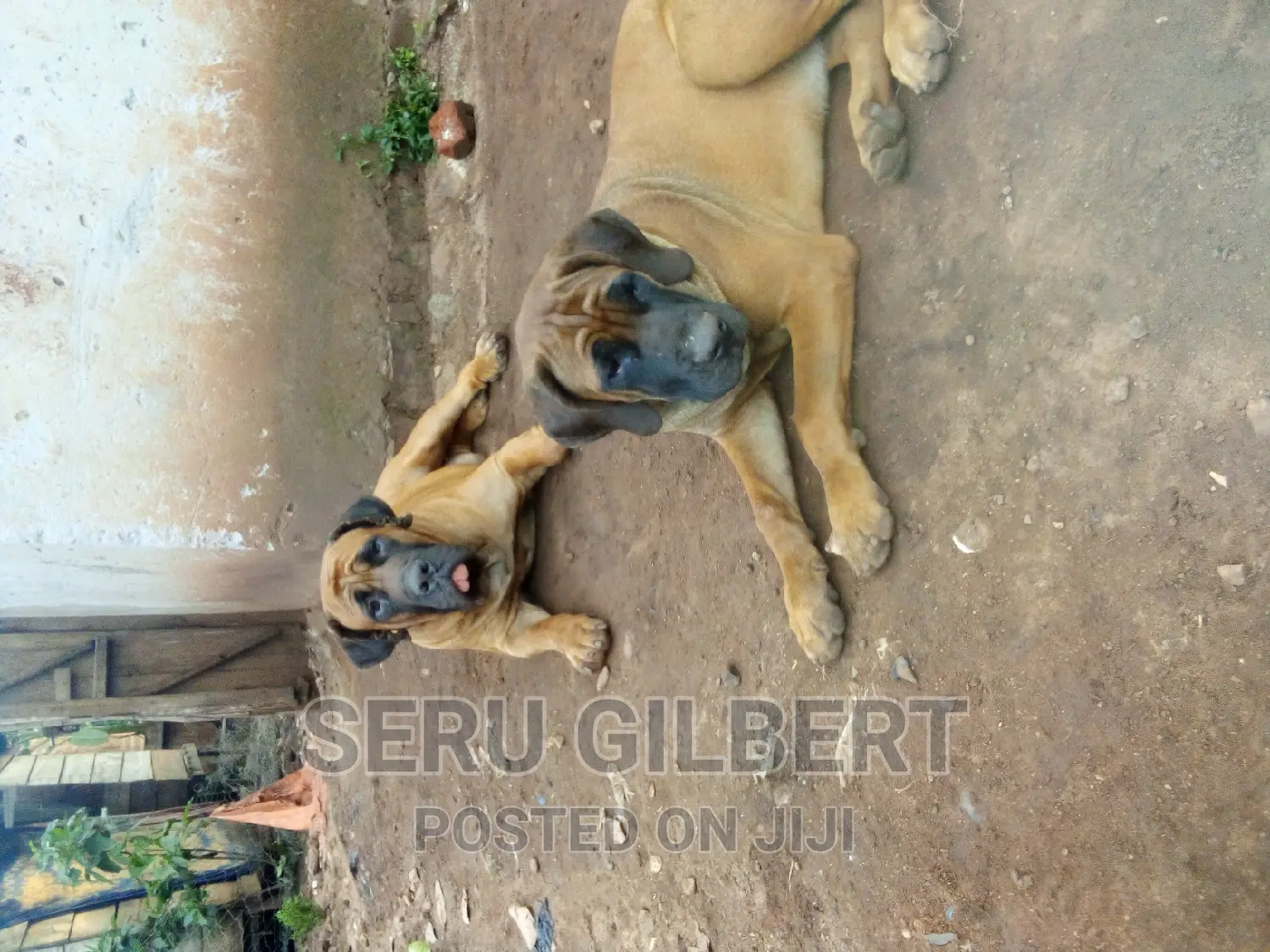 1-3 months Male Purebred Boerboel