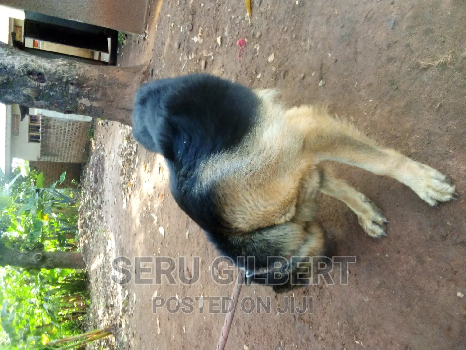 6-12 months Male Purebred German Shepherd