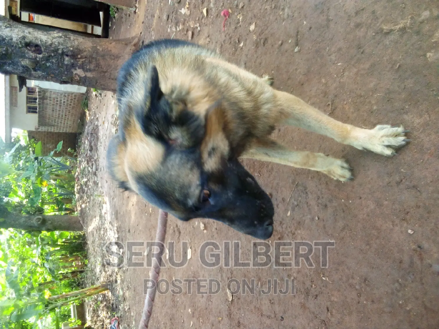 6-12 months Male Purebred German Shepherd