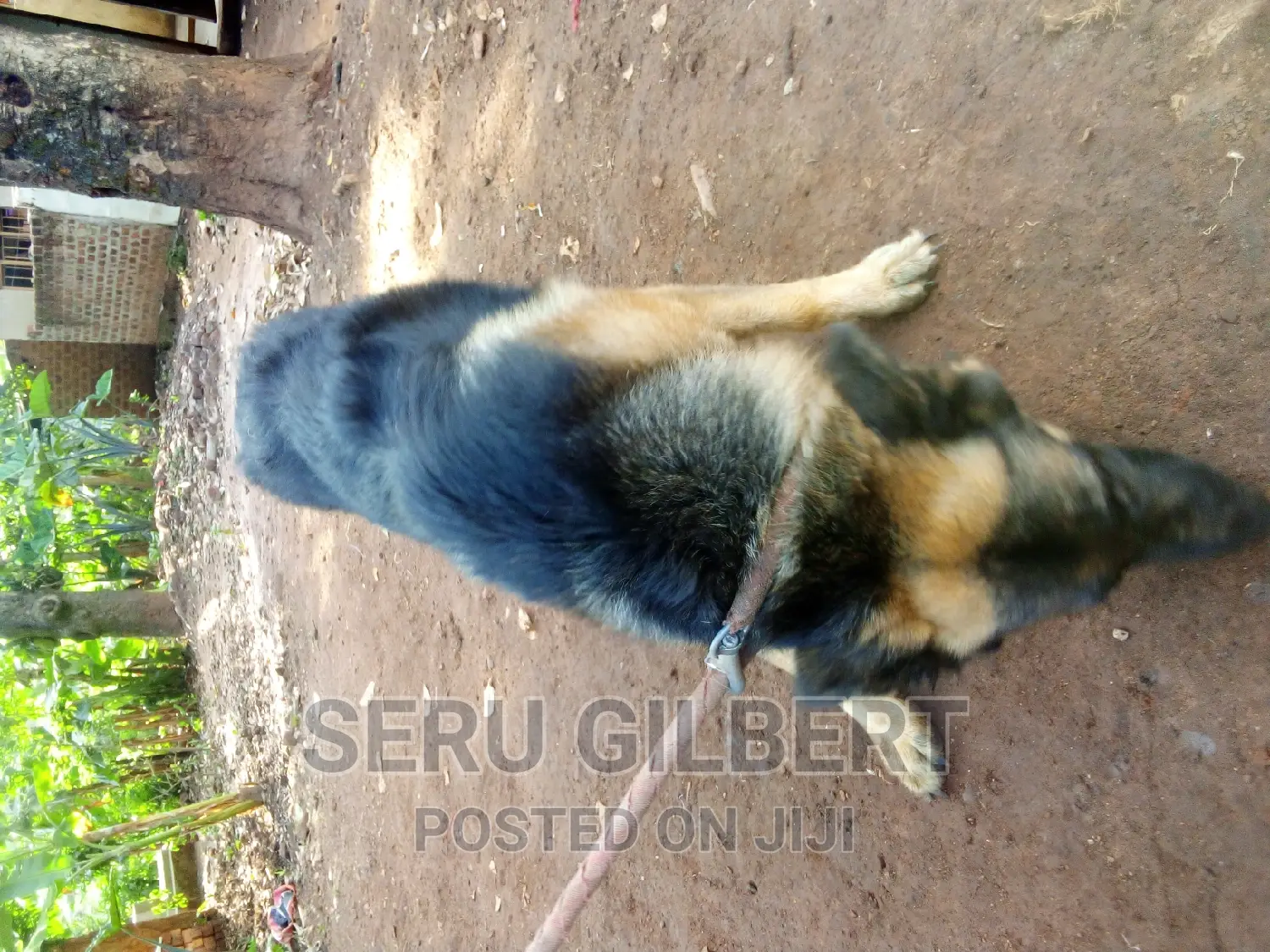 3-6 months Male Purebred German Shepherd