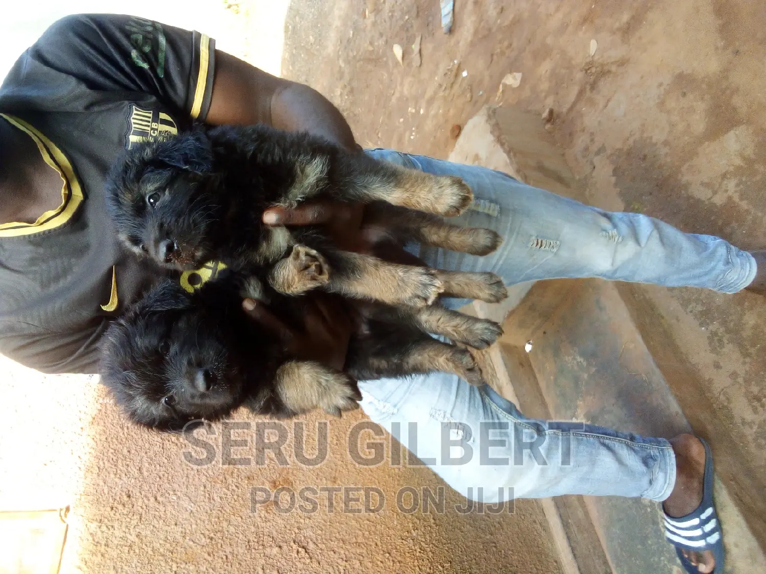 3-6 months Male Purebred German Shepherd