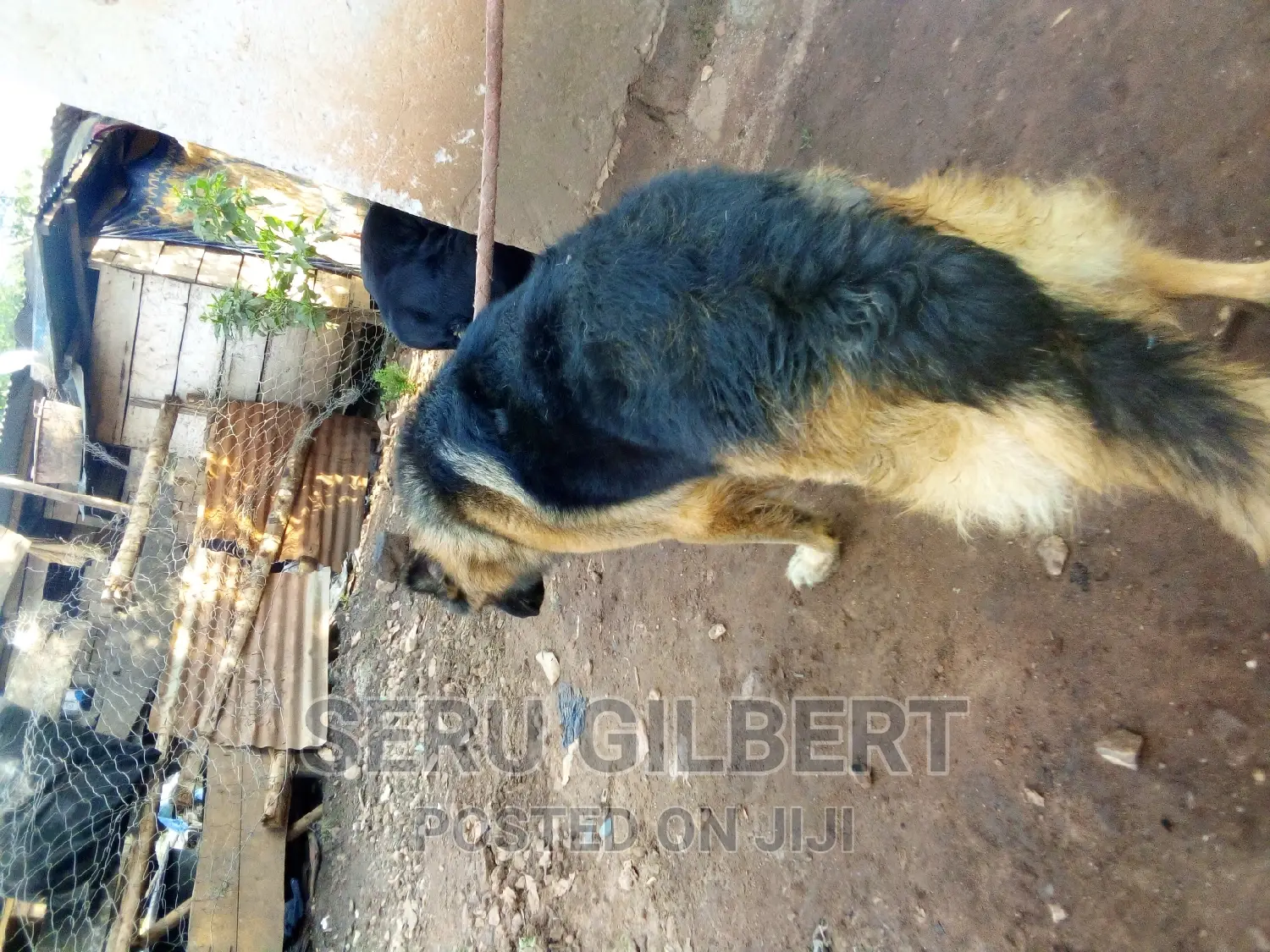 1-3 months Male Purebred German Shepherd
