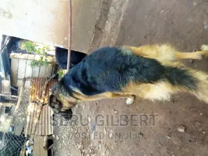 1-3 months Male Purebred German Shepherd