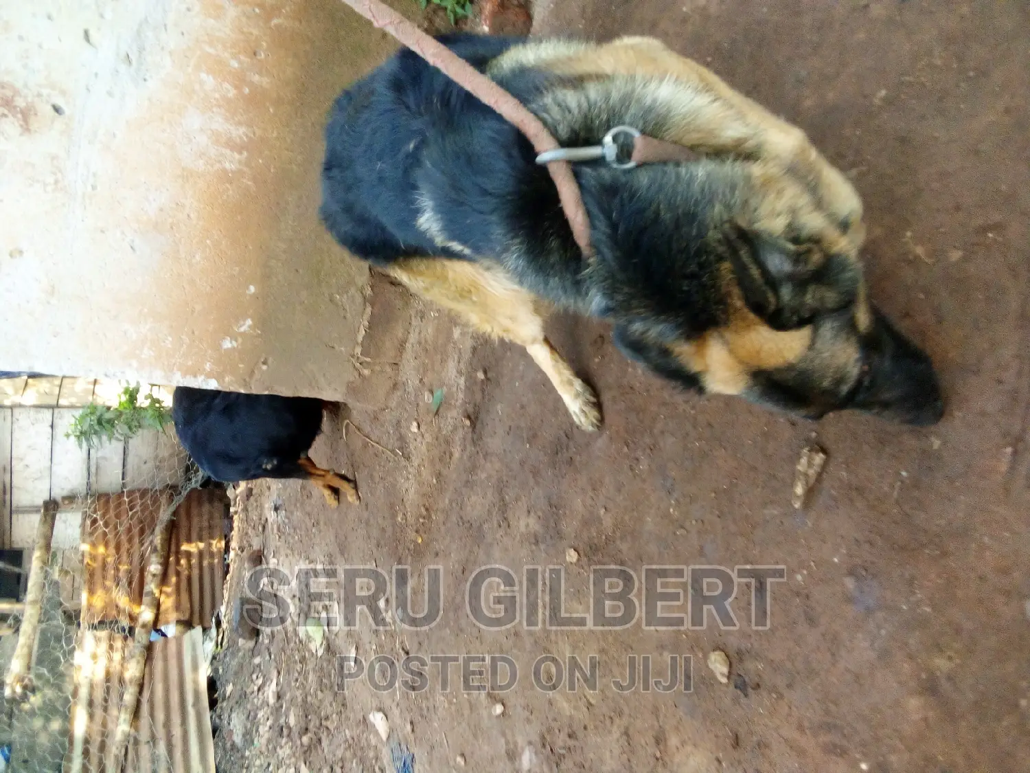 1+ year Female Purebred German Shepherd
