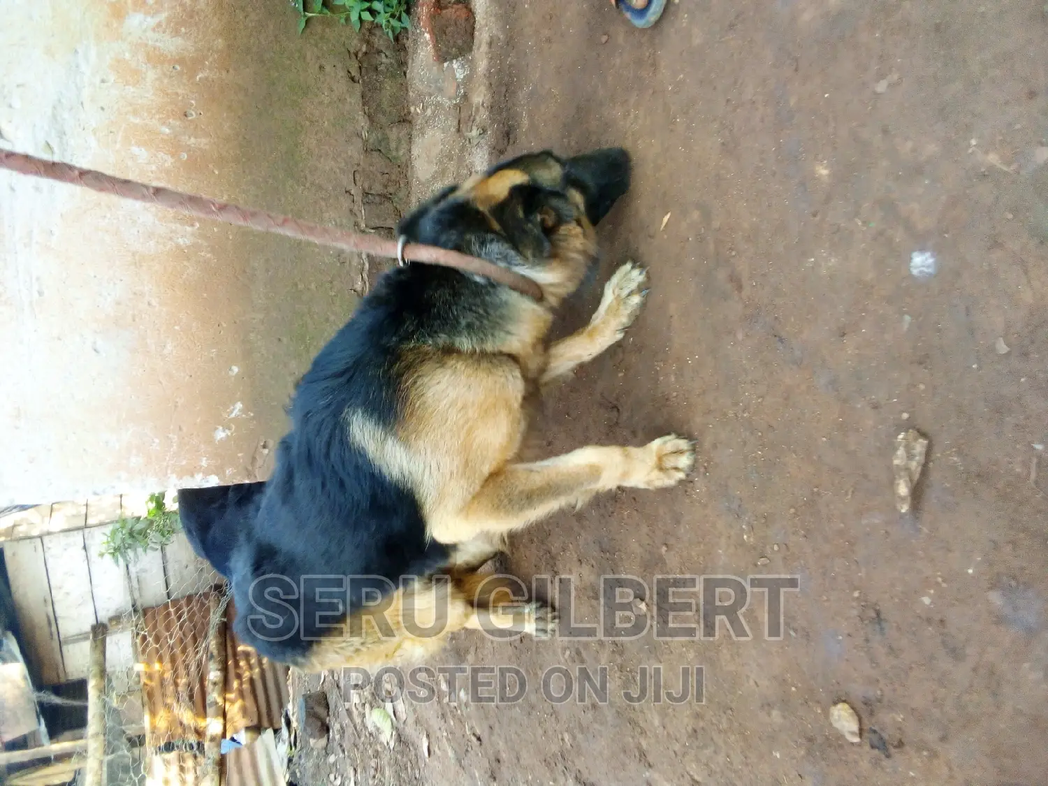1-3 months Male Purebred German Shepherd